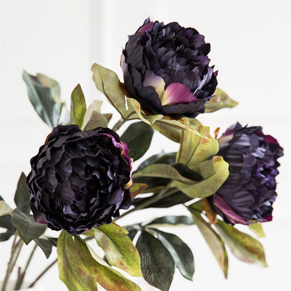 Gorgeous Peony - Nordic Side - 