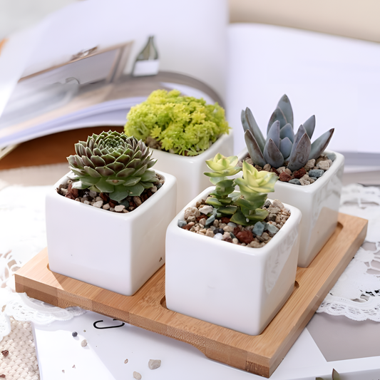 Set 4-Piece Ceramic Pot Set | Planters | NordicAbode.com