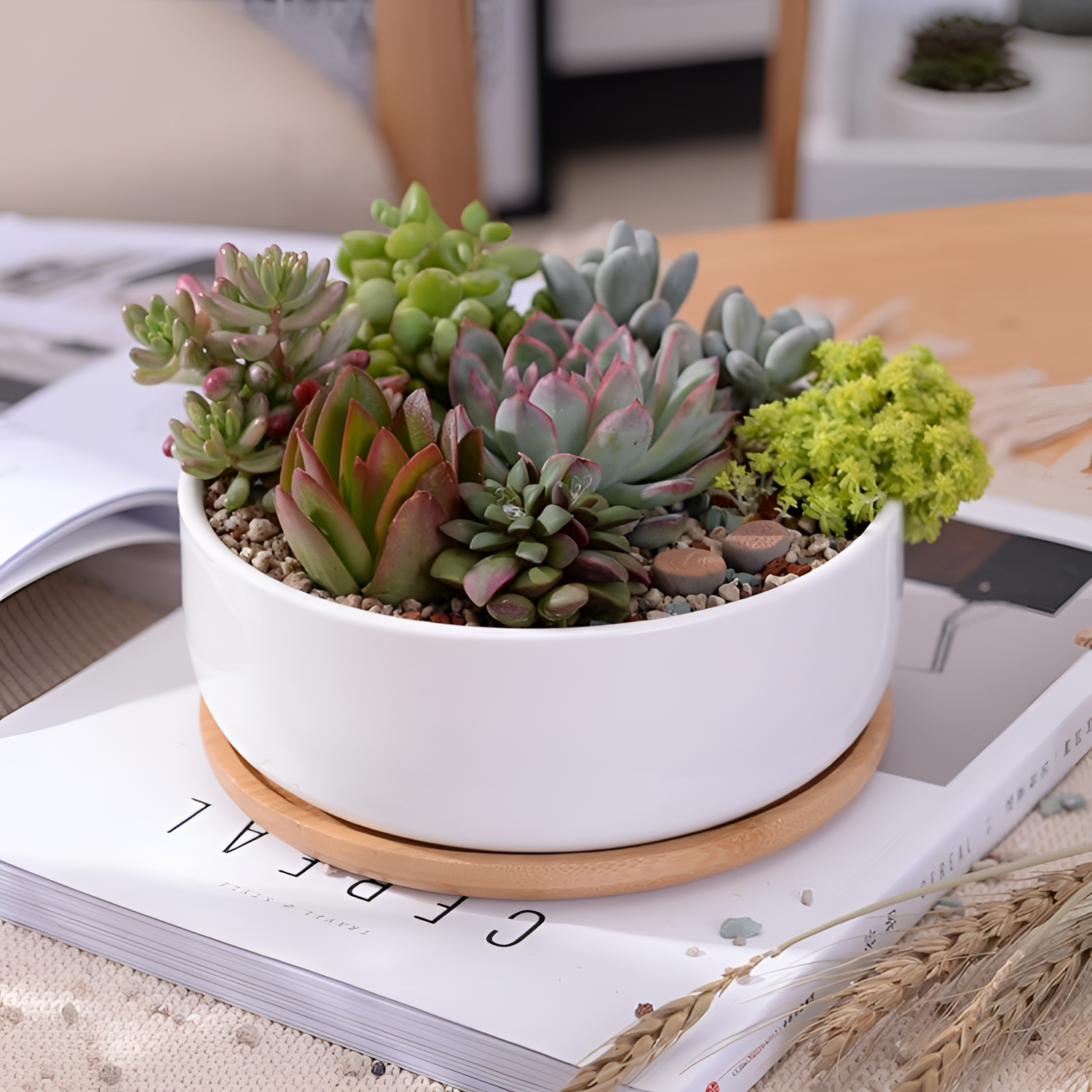 Bahari Simple Porcelain Succulent Planter | Planters | NordicAbode.com