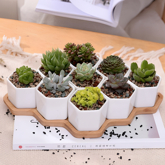 Set 9-Piece Ceramic Hexagon Pot Set | Planters | NordicAbode.com