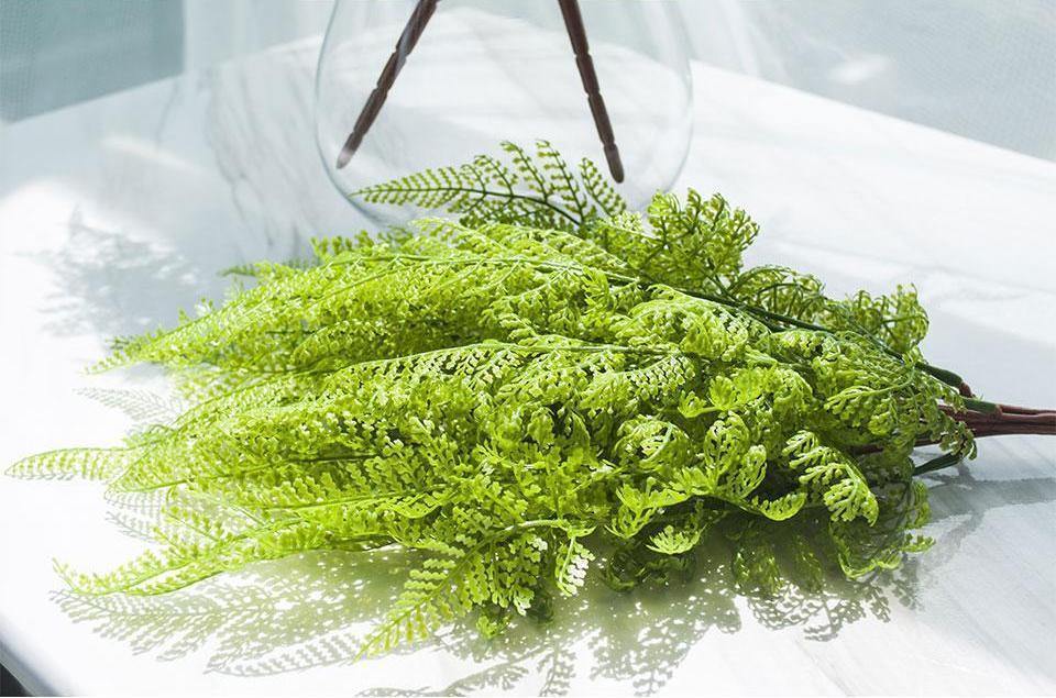 Fern Bush - Nordic Side - 