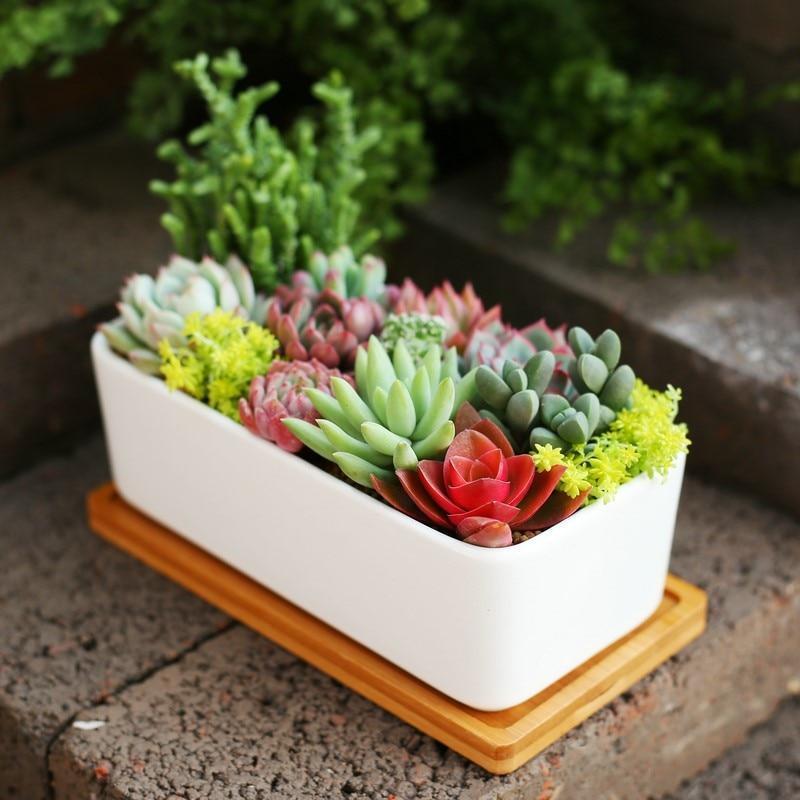 Artificial Succulents Variety - Nordic Side - 