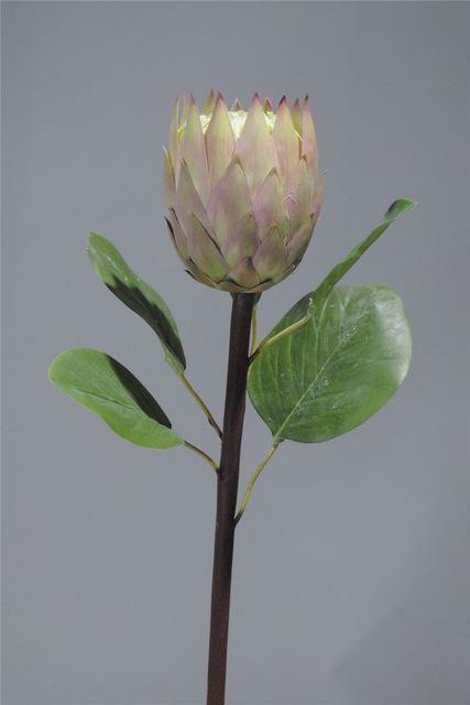 Protea Flower - Nordic Side - 