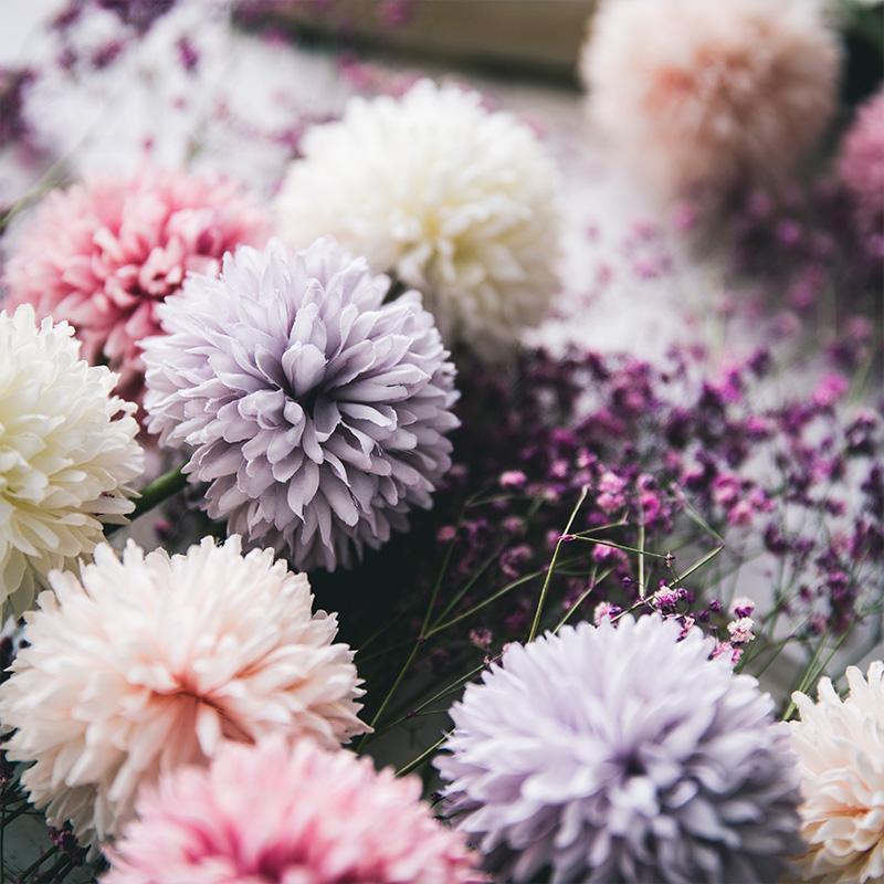 Pompon Mum Flower - Nordic Side - 